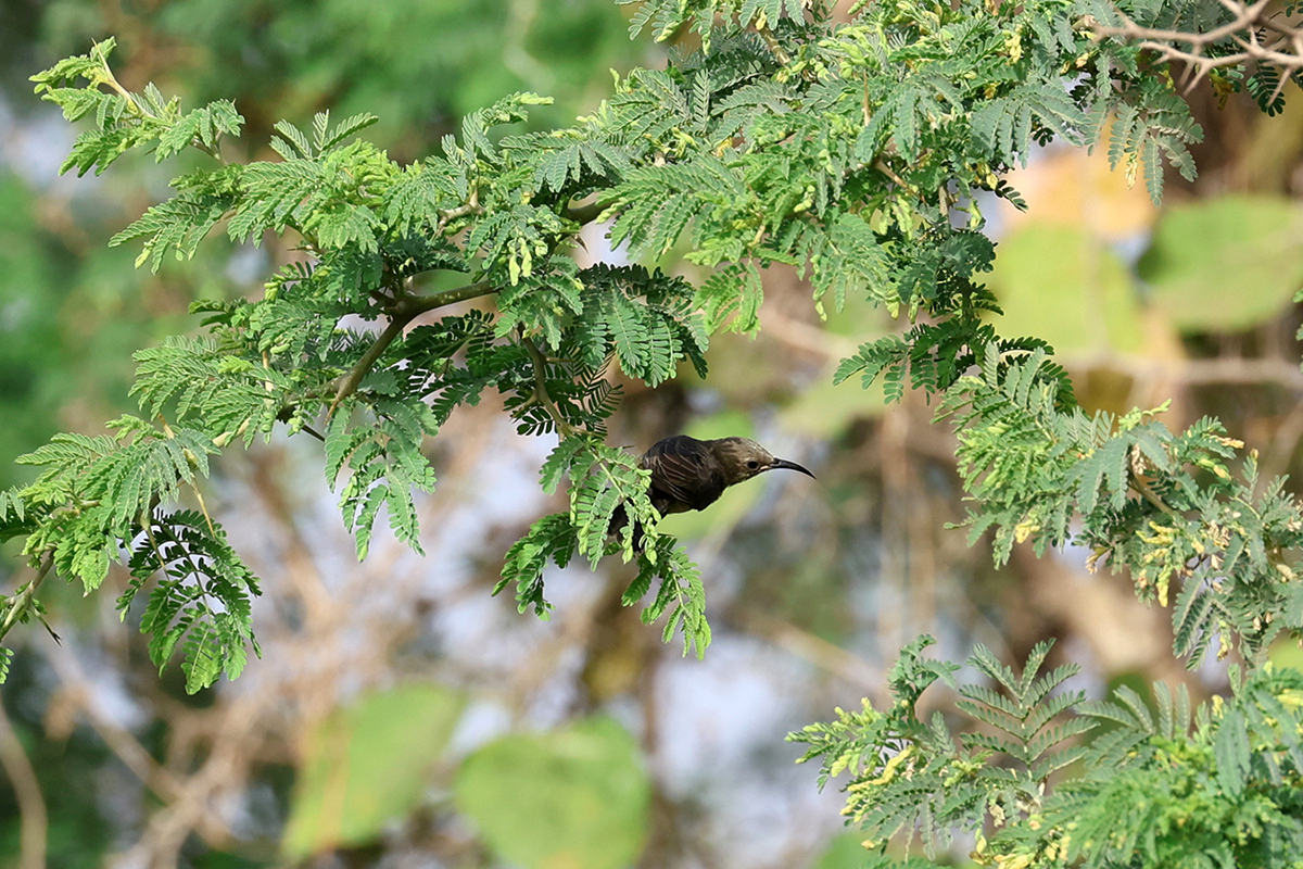Beautiful Sunbird